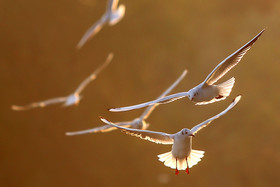 زاینده رود میزبان پرندگان مهاجر - اصفهان